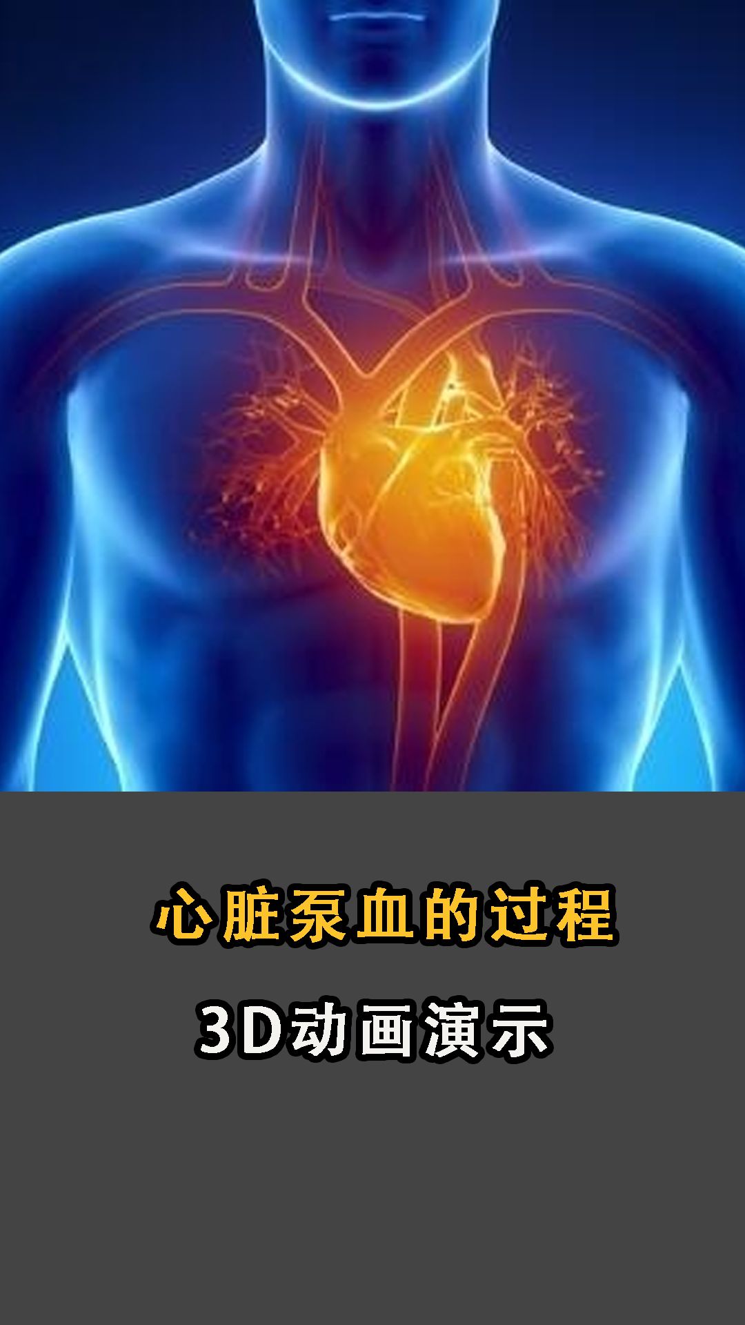 心脏泵血过程图片