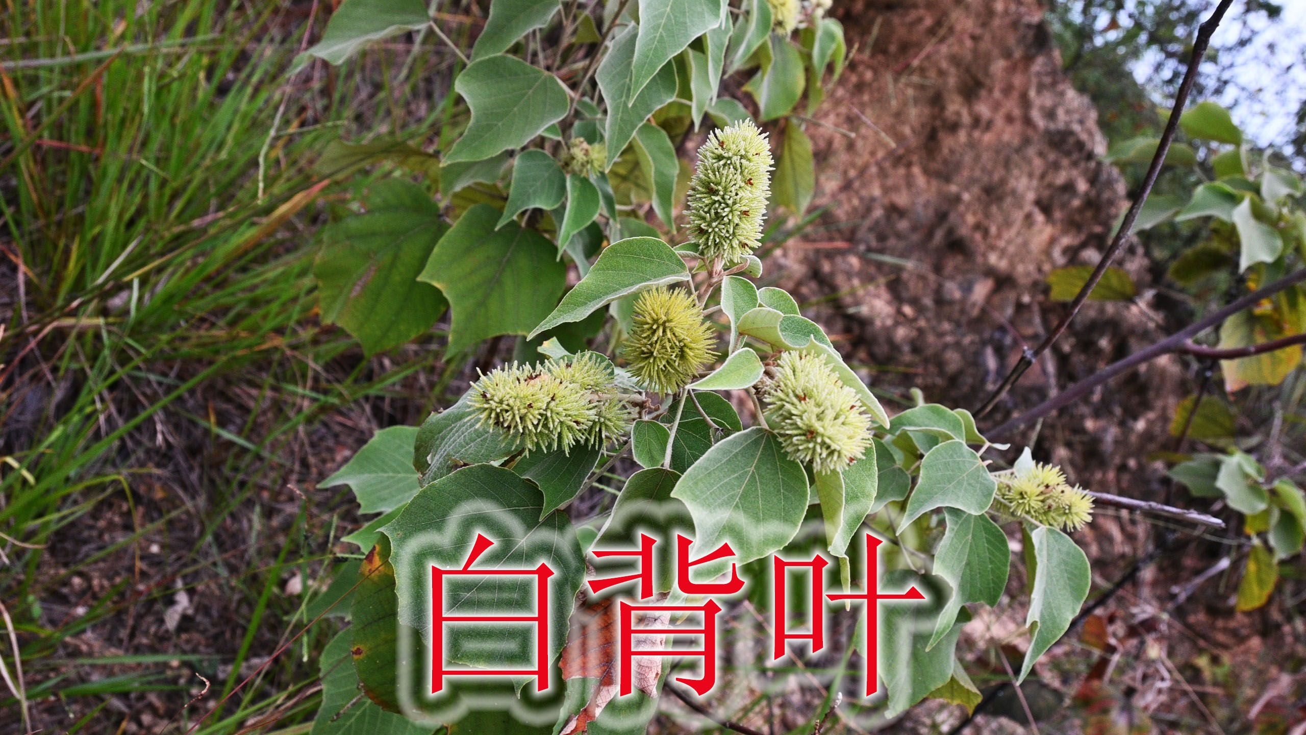 白背叶微香可制酒曲,植物原名“酒药子树”,根有小毒需谨慎哔哩哔哩bilibili