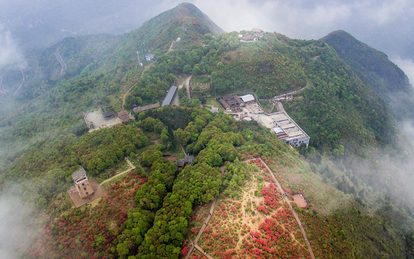 天瑞地安让我康康#瑞安圣井山杜鹃花开