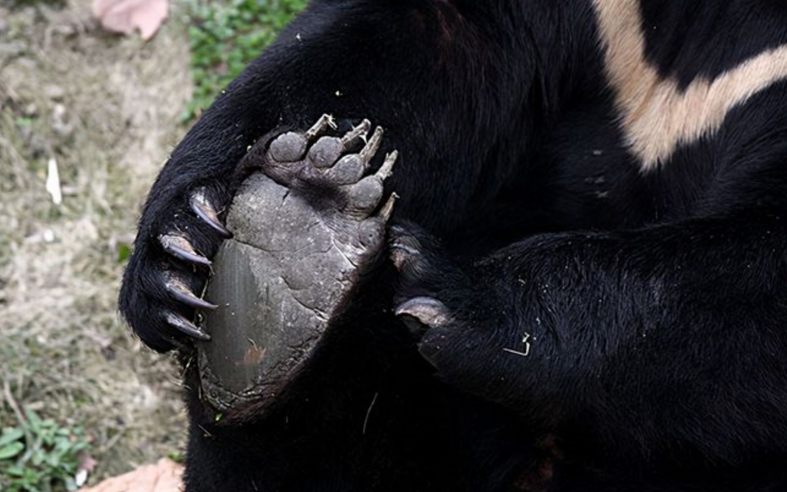 【王放】黑熊过冬舔熊掌?人家就是吃死皮!