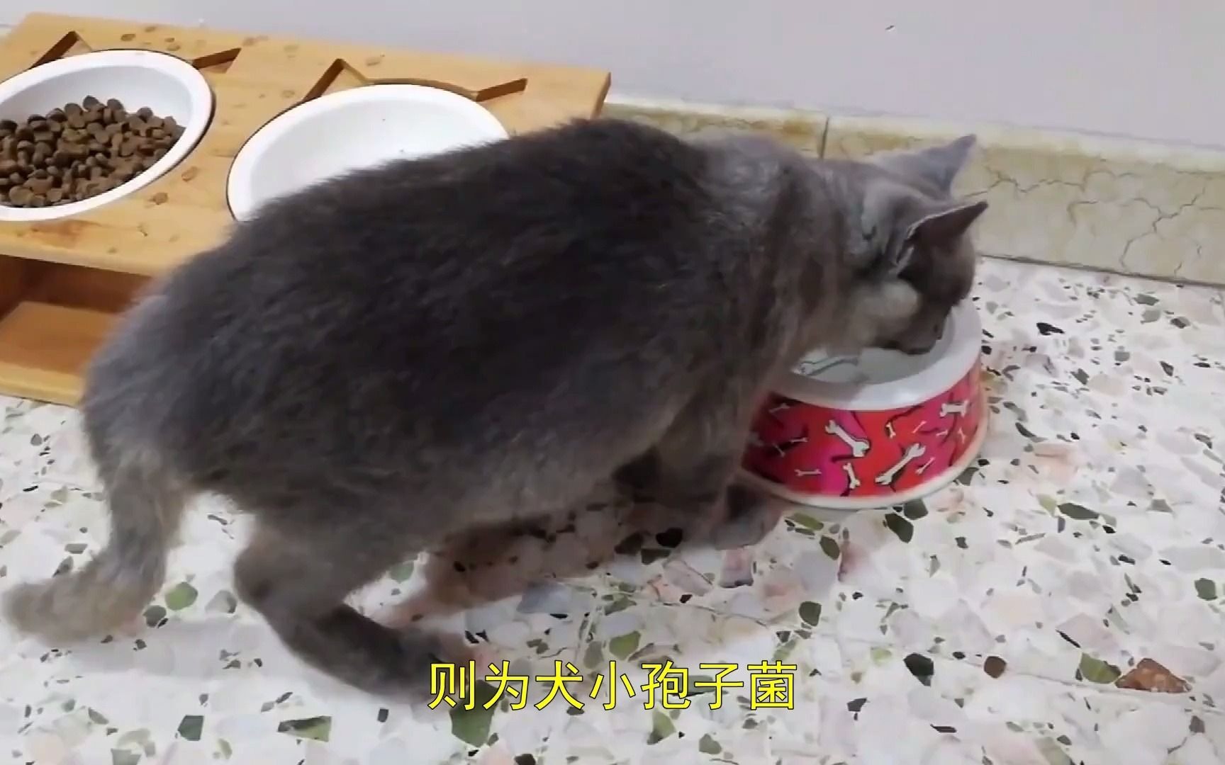 初期猫癣长什么样,猫抓癣是什么样子的哔哩哔哩bilibili