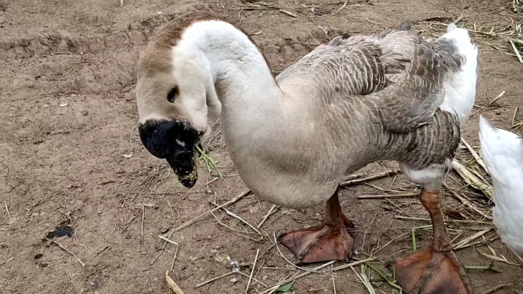 世界上最大像狮子头的鹅农村养的有多大看看是怎养的吧