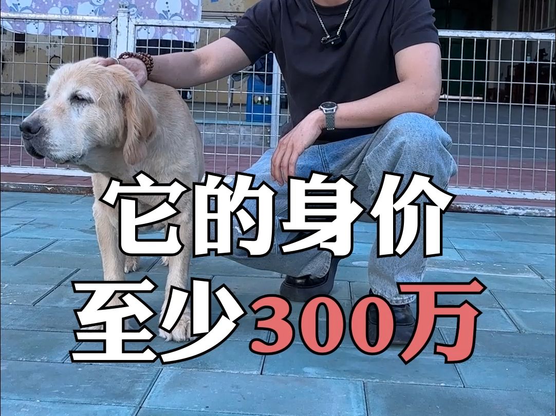 探访国内天花板级别金毛犬舍大佬【海润金毛】(上)哔哩哔哩bilibili