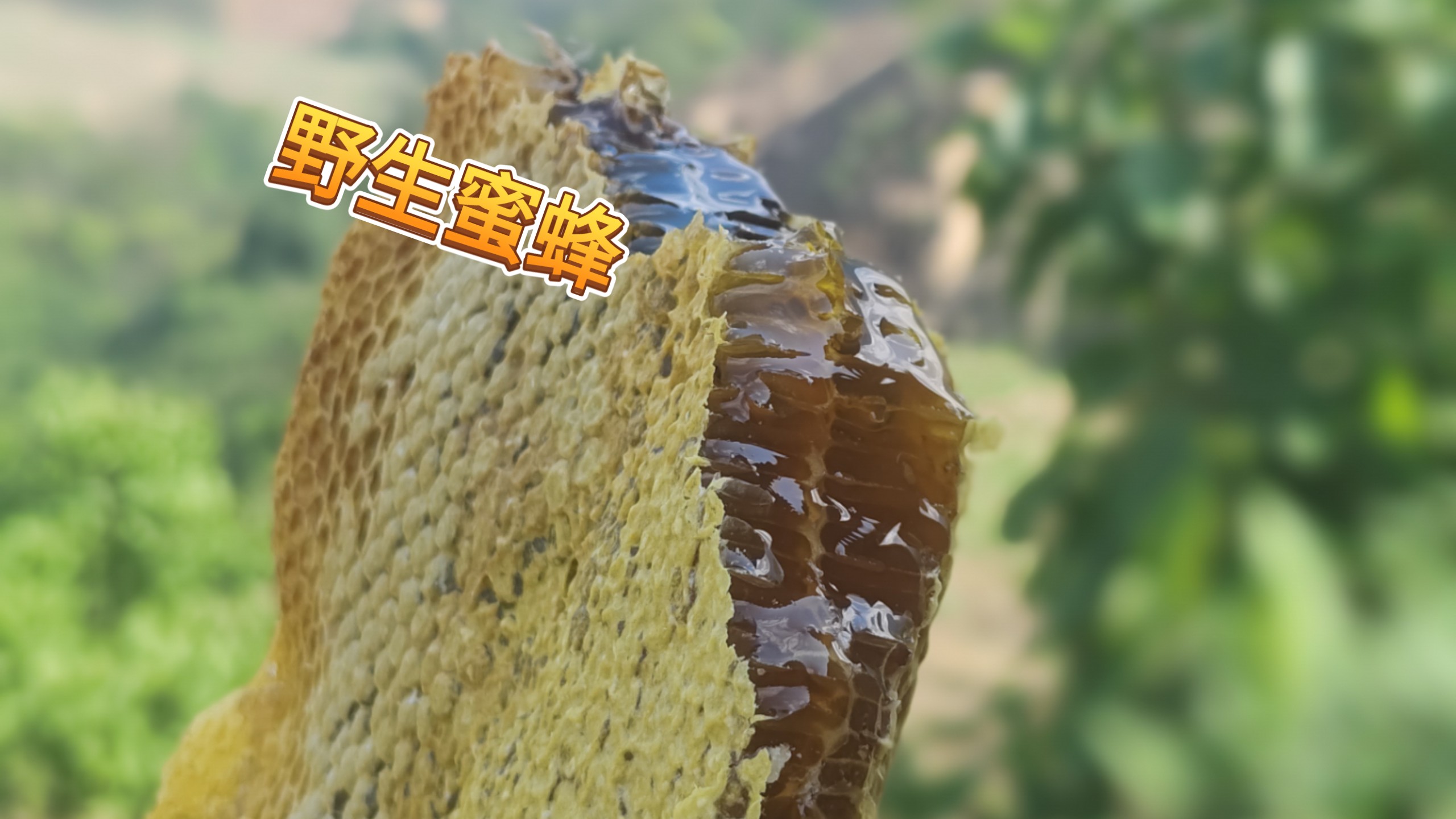 野生蜂蜜能存放多少年(野生蜂蜜保存越久越好吗)