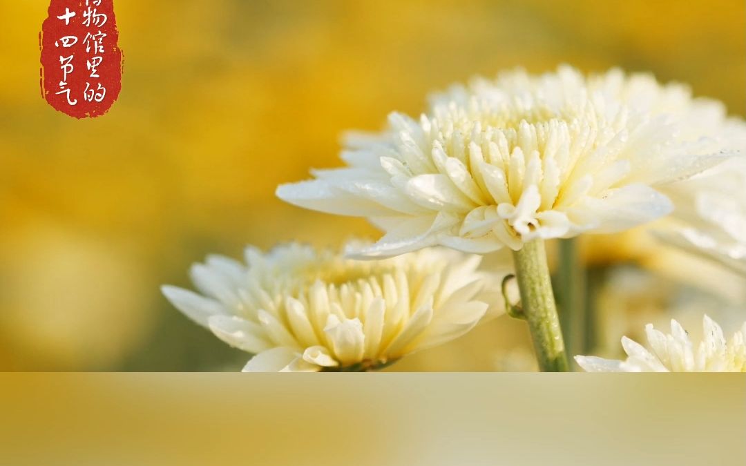 寒露 时节,露凝而霜,菊有黄华.观菊千百年来都是我国民间的一大休闲娱乐活动,对这位“花中隐士”的向往之情早在庙底沟文化时期最具特点、也最富神...