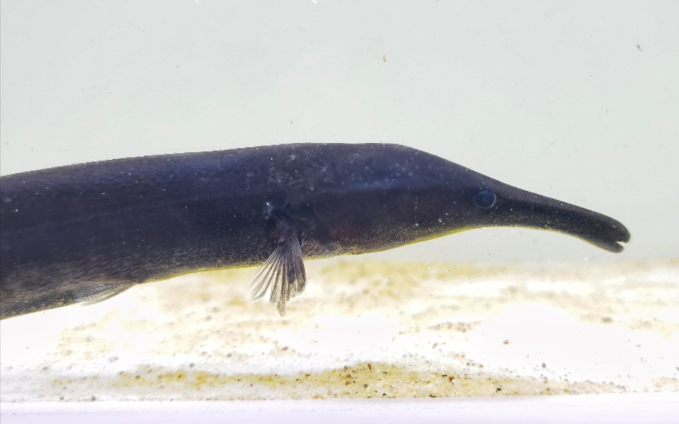 布氏拟长颌鱼(oxymormyrus boulengeri)