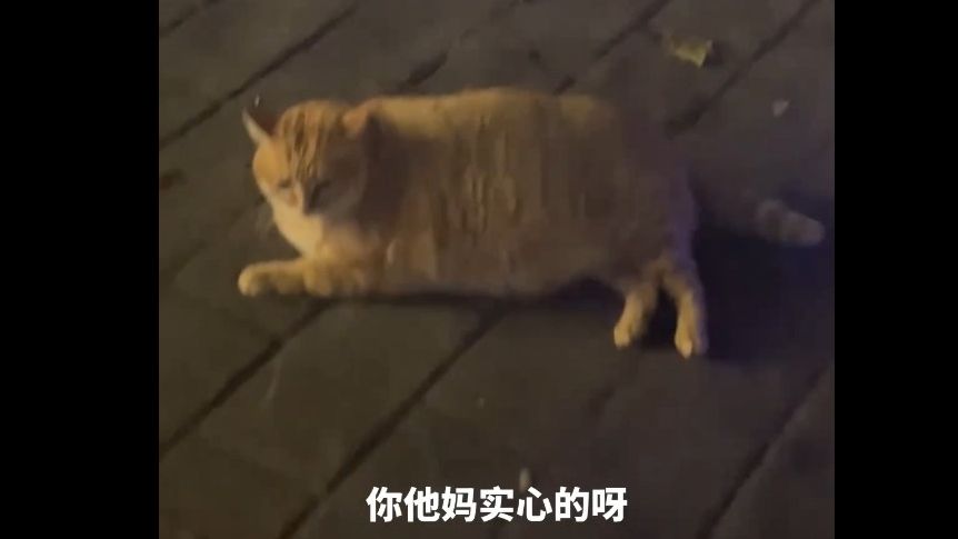 [图]猫：你一共就4句话，侮辱了我4遍，外加一个“嘬嘬”