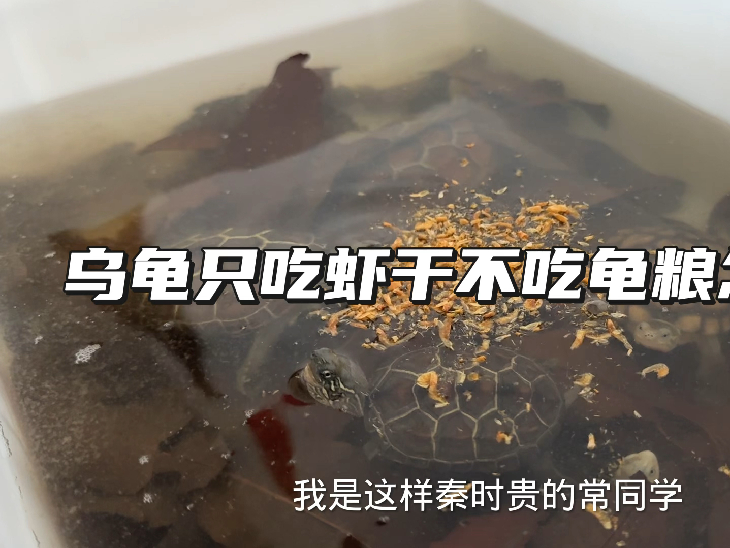 【养龟经验分享】乌龟只吃虾干不吃龟粮怎么办
