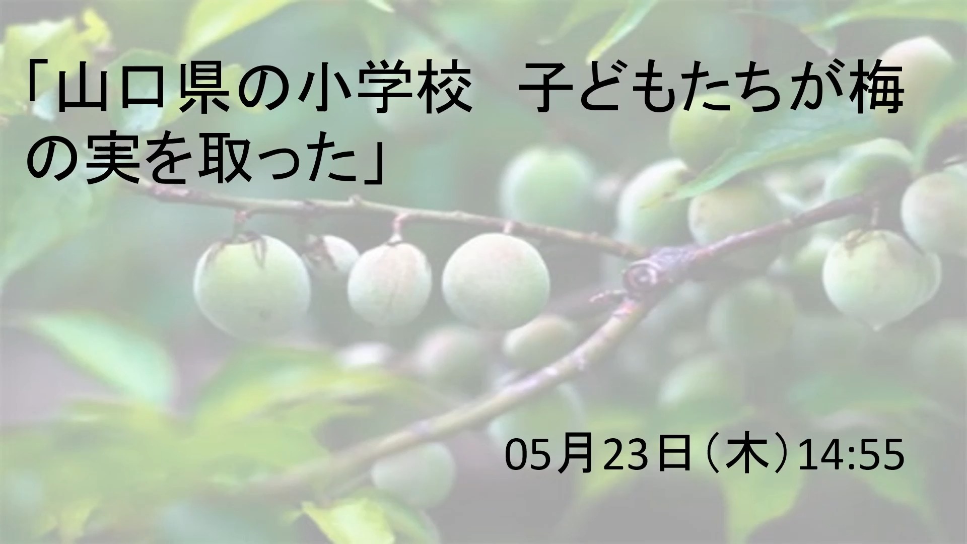 日本新闻:小学生摘梅果 5月23日哔哩哔哩bilibili