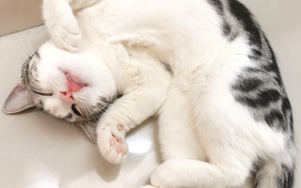 【美短】这么可爱的起司猫伸懒腰你见过嘛_哔哩哔哩 (゜-゜)つロ 干杯