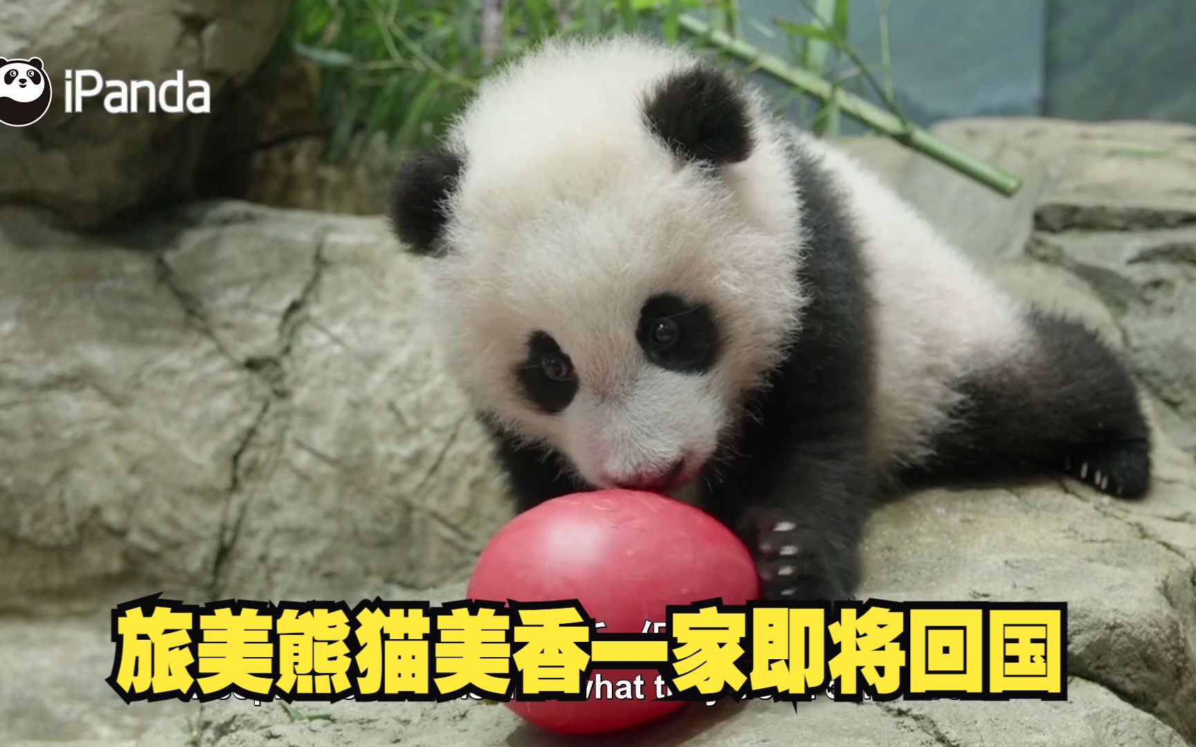 旅美熊猫美香一家即将回国