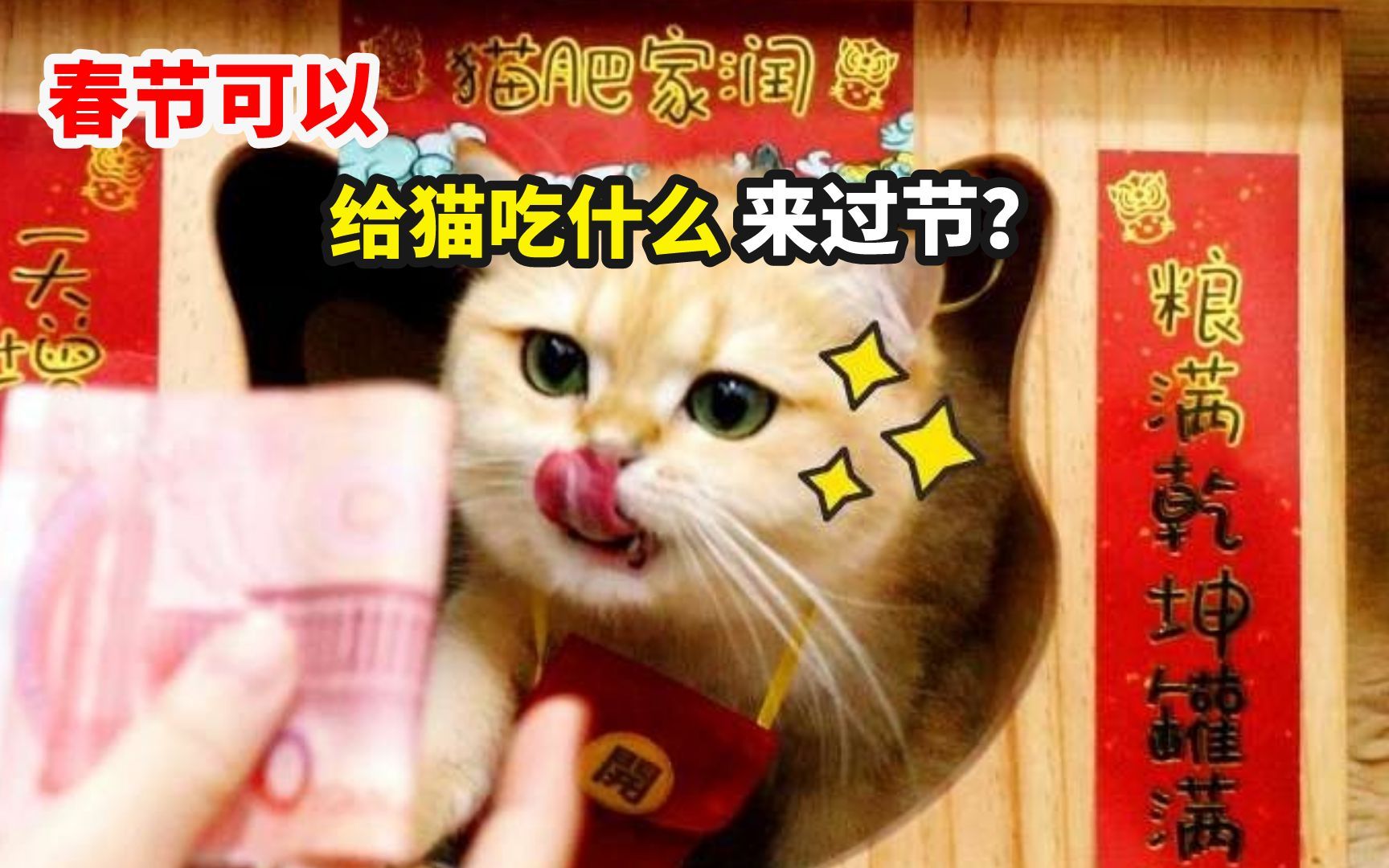 猫咪过年能吃哪些食物?哔哩哔哩bilibili