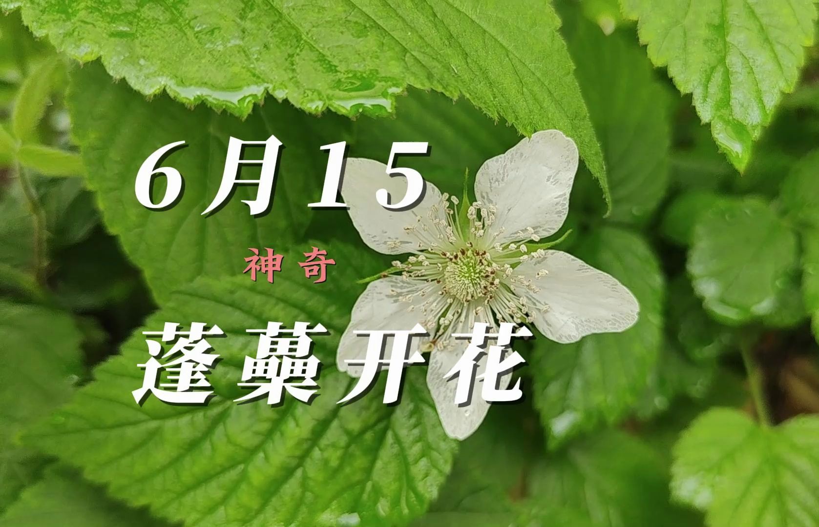 神奇!6月第二次开花,蓬蘽一年结果2次?哔哩哔哩bilibili