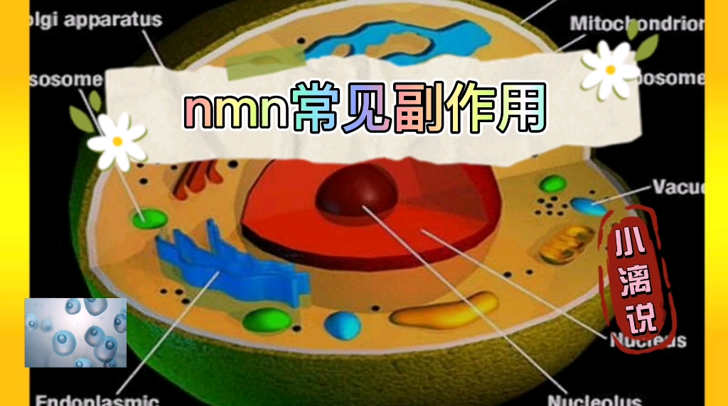 nmn抗衰老药有副作用吗?nmn抗衰老的真相哔哩哔哩bilibili