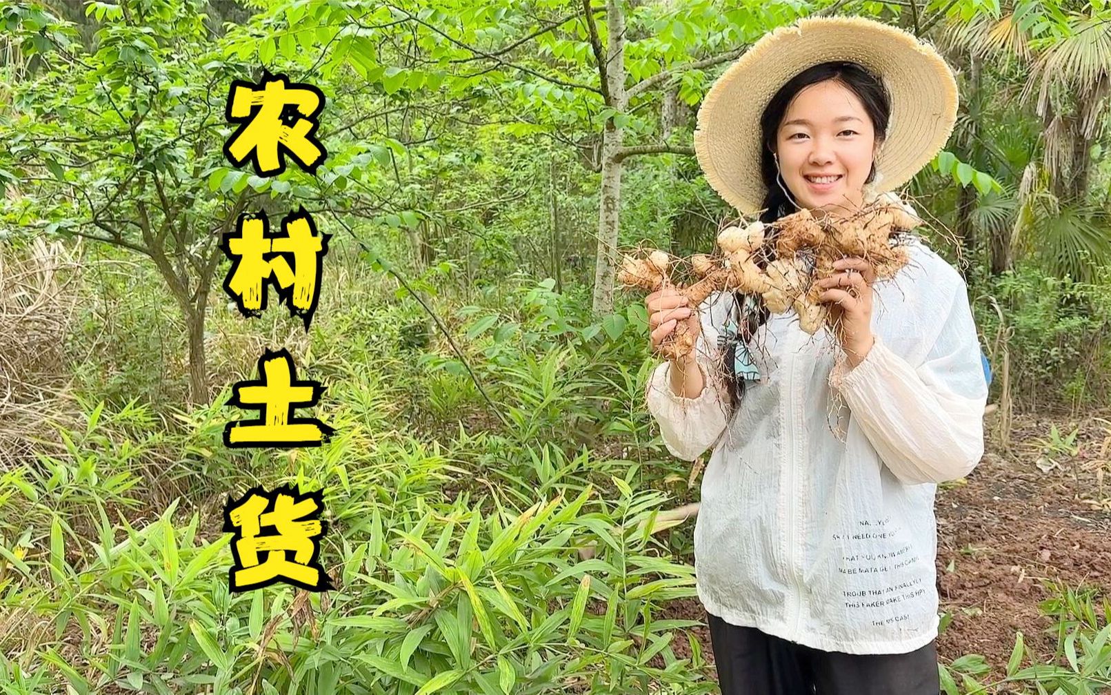 四川农村这种老虎姜,生长很慢却香味十足,很多人都没见过哔哩哔哩bilibili