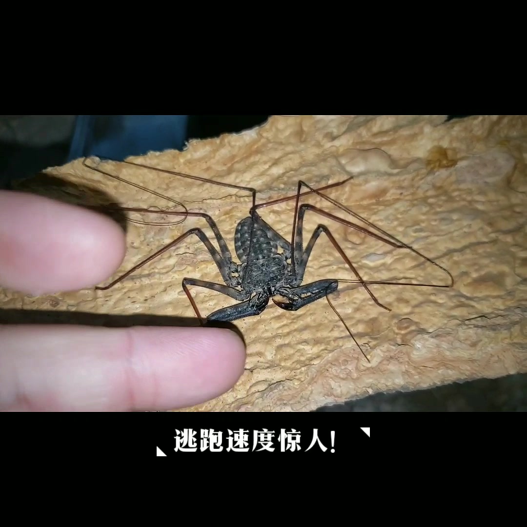 传说中的非洲大魔王鞭蛛哈利波特大电影同款