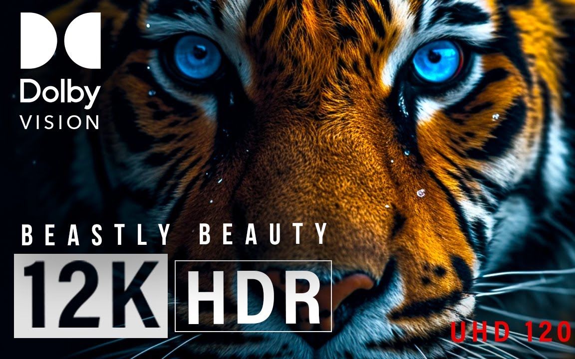 Beastly Beauty 12K HDR 120FPS DOLBY VISION!哔哩哔哩bilibili