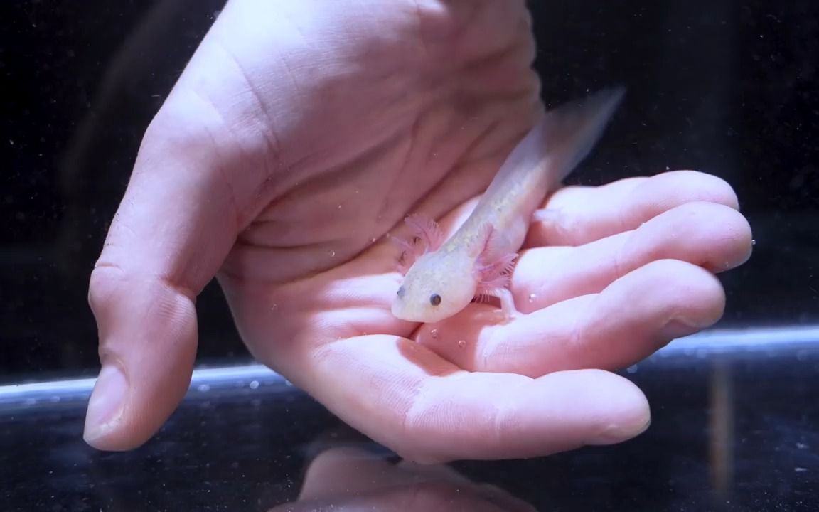 我在飞机上带了一架罕见的axolotl