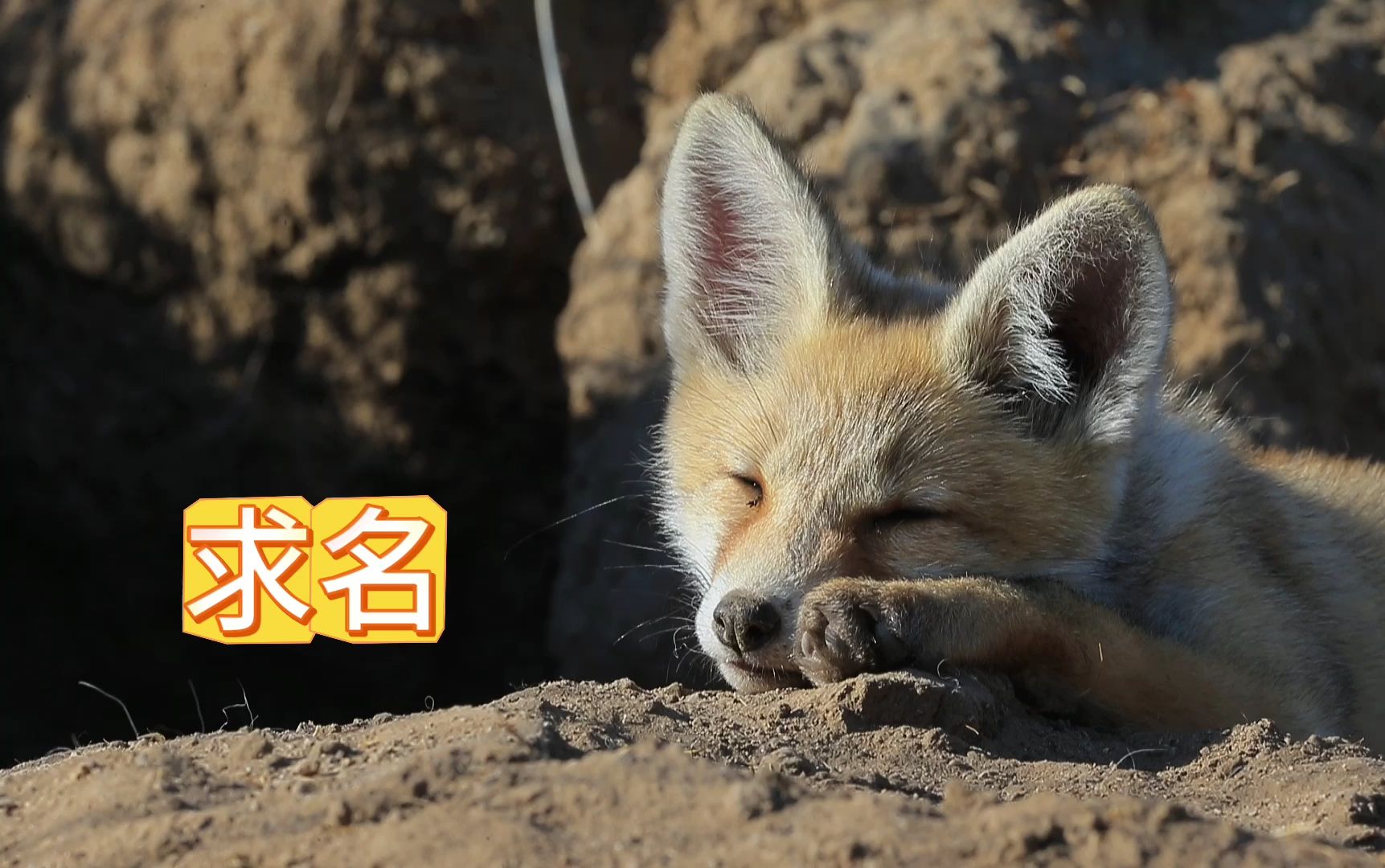 可爱的狐狸宝宝有喜欢的吗?给他起个名字呗
