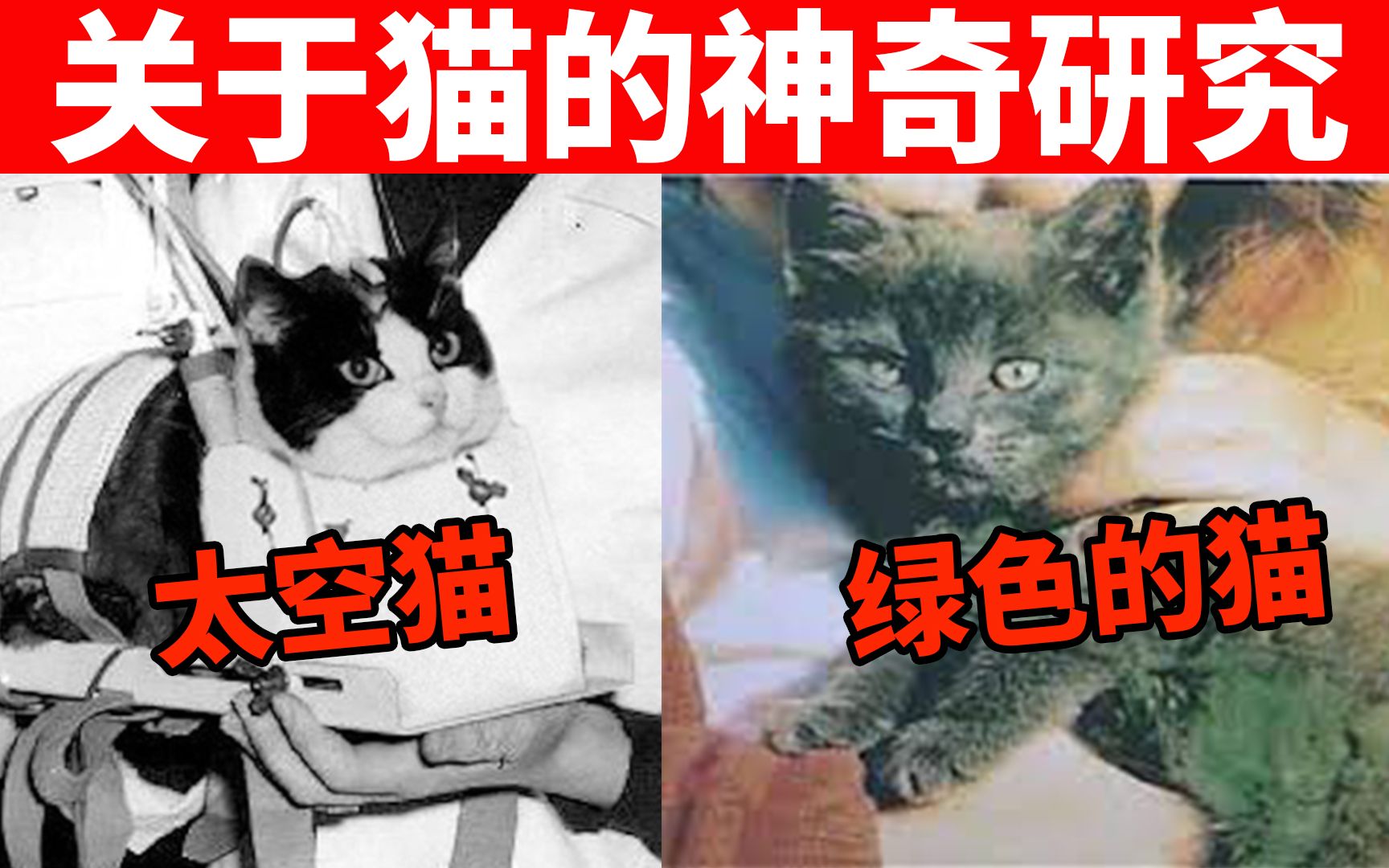 绿色的猫?猫去太空?猫当间谍? 5个关于猫的神奇研究! 【猫咪趣事EP8】哔哩哔哩bilibili