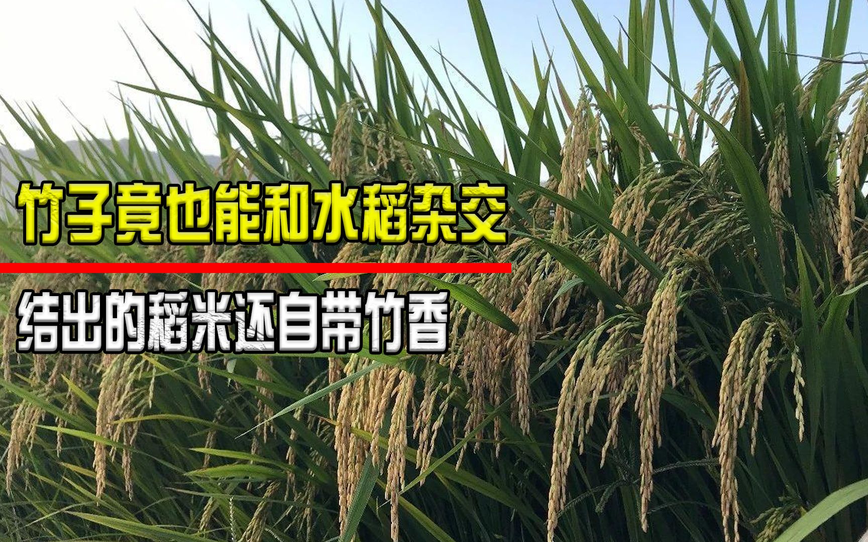 竹子和水稻竟也能杂交?一米多高还能结稻米,竹稻究竟有多牛?哔哩哔哩bilibili