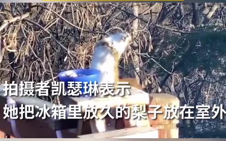 [图]松鼠吃发酵梨子后酩酊大醉，小家伙开始两眼发直，身体不由自主地歪在一边，还强撑着不让自己倒下