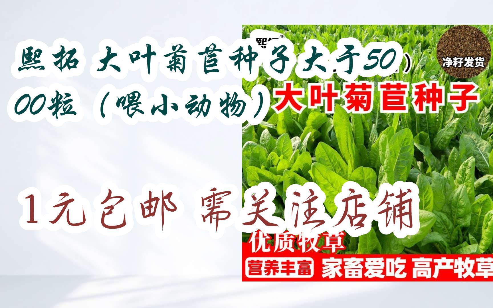 【双十一优惠l在简介】:熙拓 大叶菊苣种子大于5000粒(喂小动物) 1元