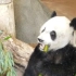 ［旅美］大熊猫乐乐 挑食小熊 左挑挑右挑挑 这是孟动的主食竹黄槽竹 -2021.05.26