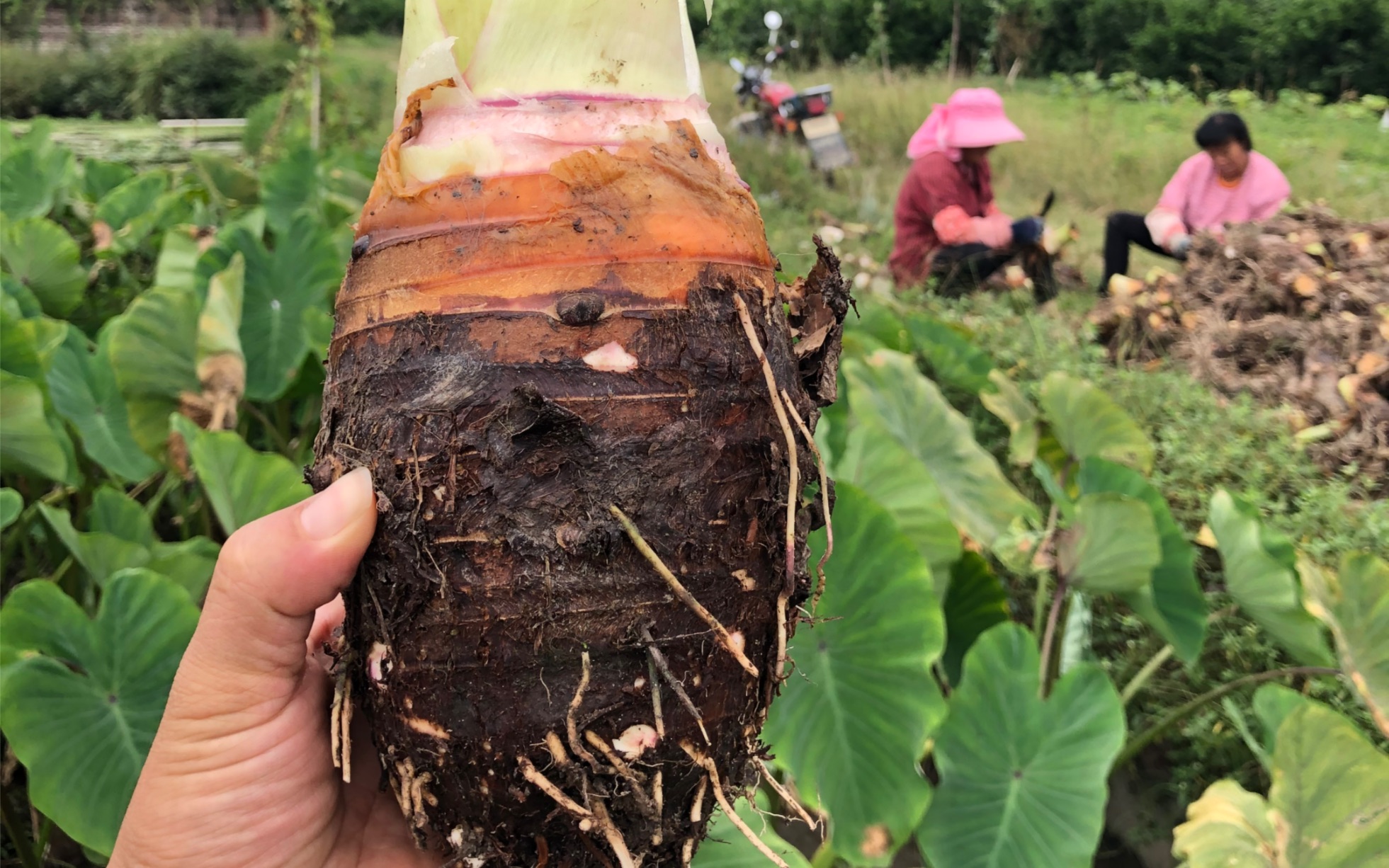 新鲜采挖荔浦芋头