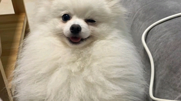 动物观察局,抛媚眼的狗狗!