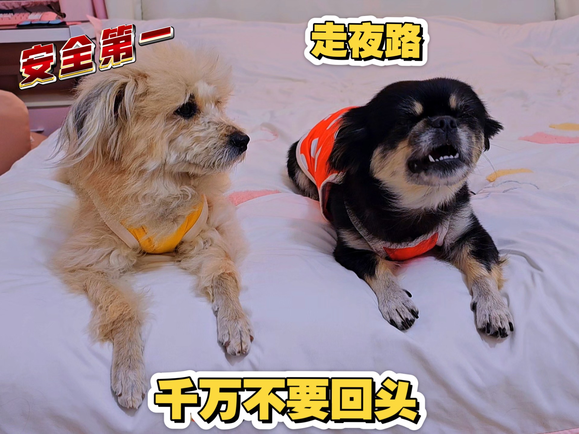 狗狗提醒主人走夜路注意安全，但别自己吓自己