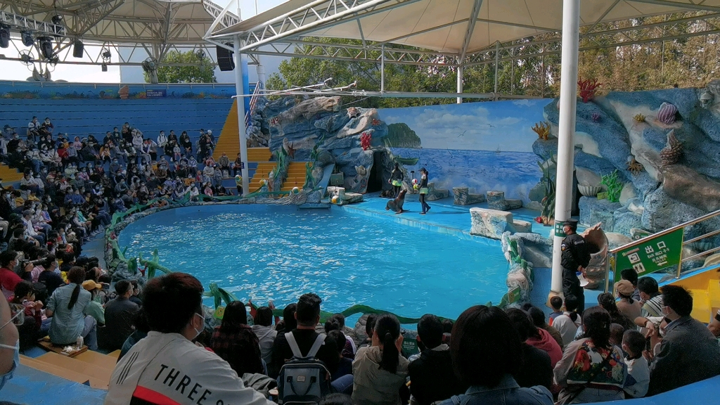 野生动物园海狮表演