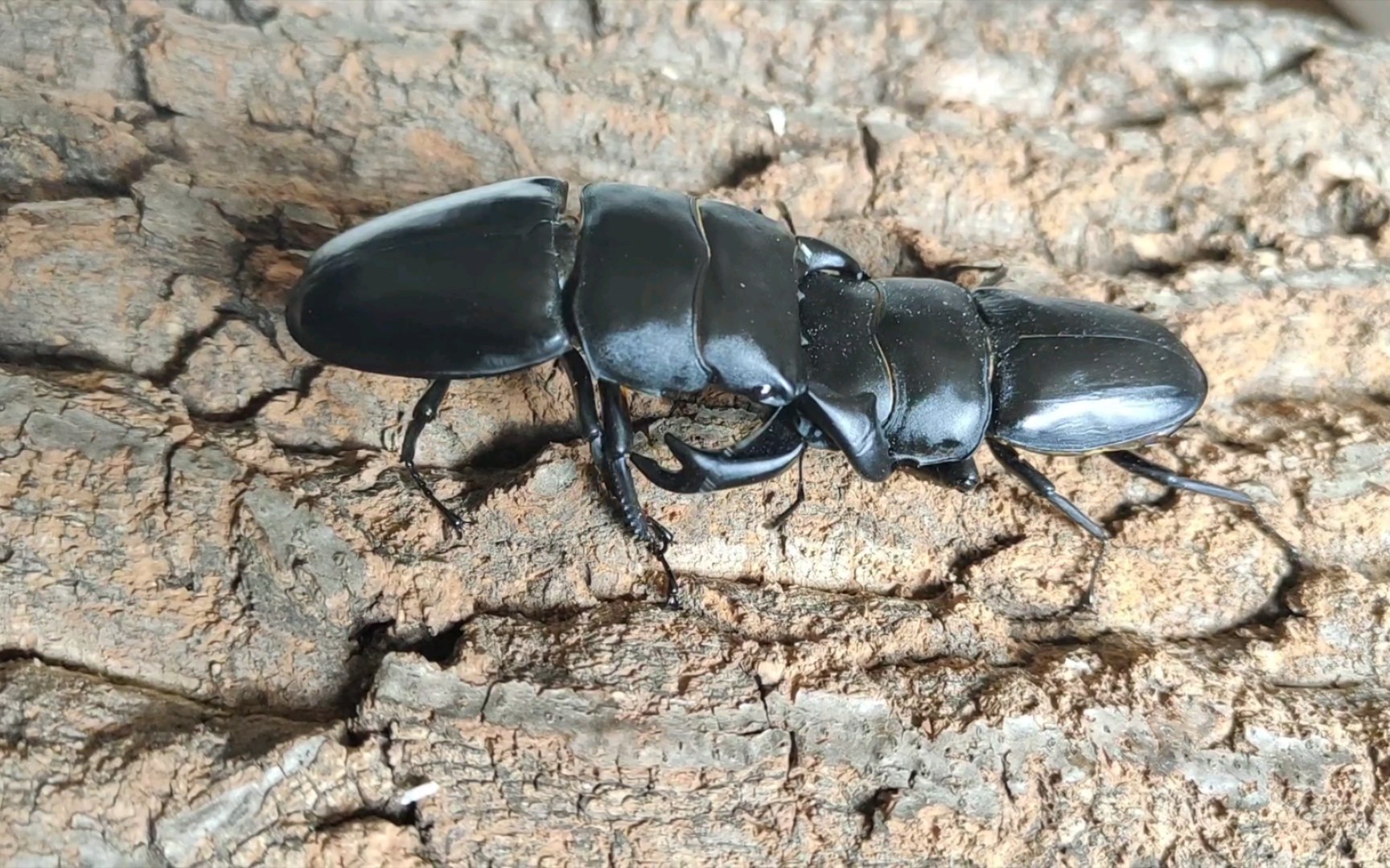 76中国大锹 vs 83牛头扁锹_哔哩哔哩_bilibili