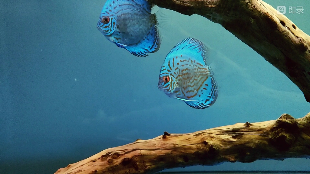 七彩神仙鱼绿松石