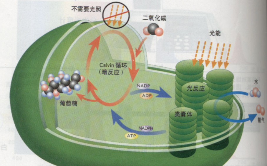 高中生物微课堂—光合作用的过程哔哩哔哩bilibili