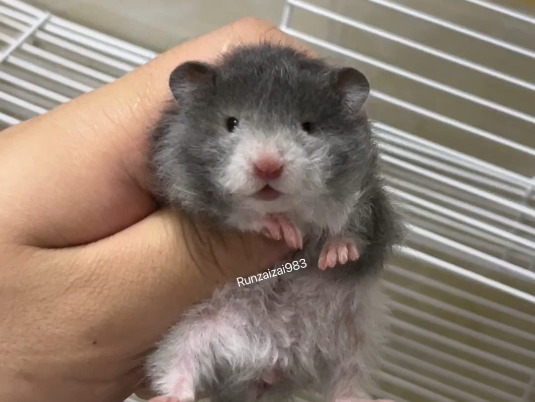 卷毛黑波利mm也太呆萌啦吧0606#萌宠 #金丝熊 #萌宠日常记录