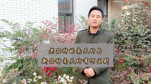 你是喜欢老品种南天竹还是新品种南天竹 哔哩哔哩 Bilibili