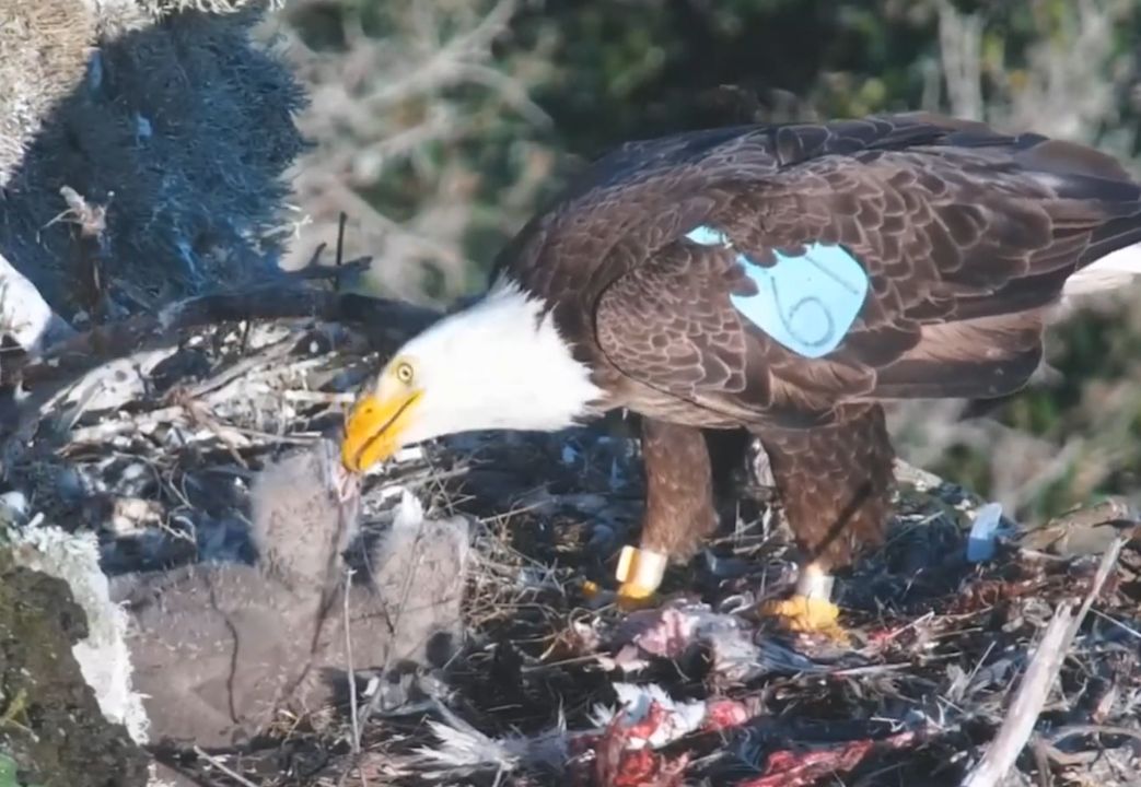 难得三只白头海雕幼鸟和谐干饭