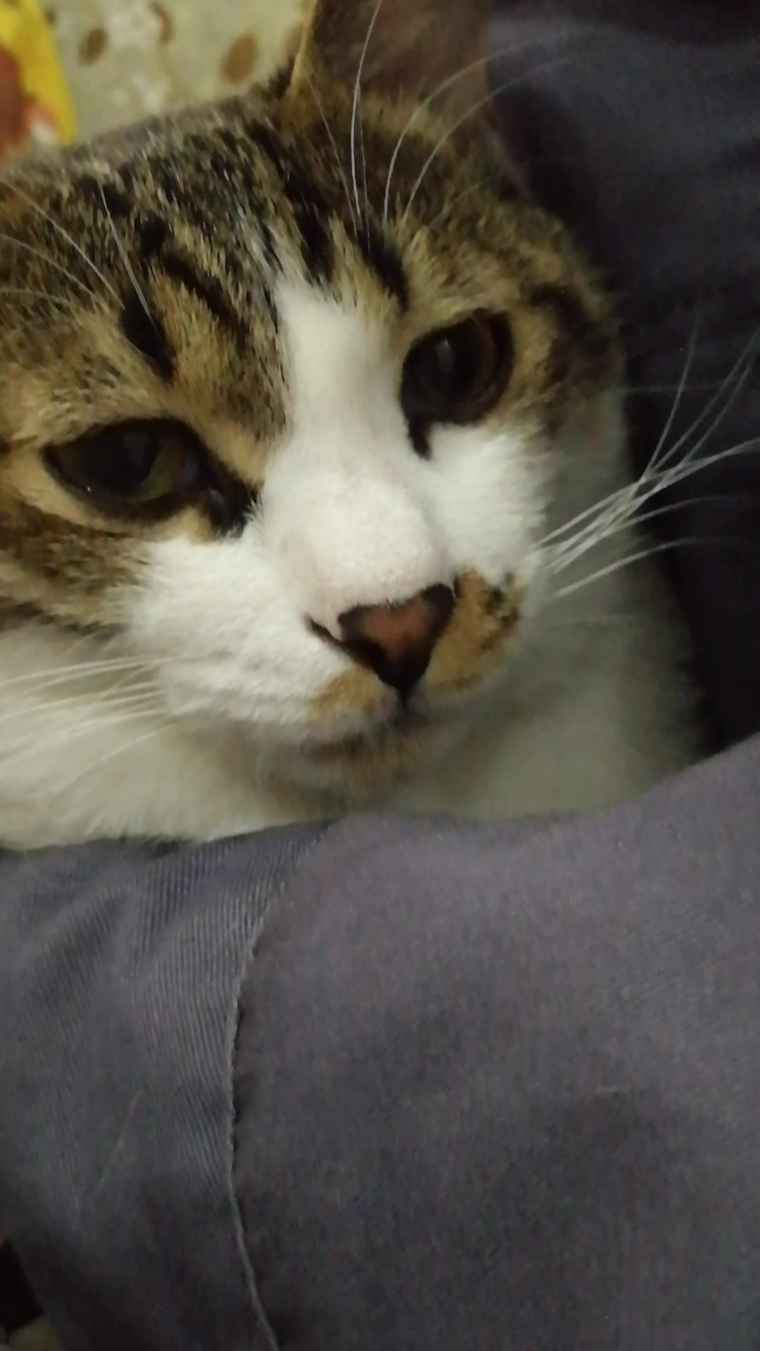 撒娇猫咪最好运,撒娇狂猫李奔奔