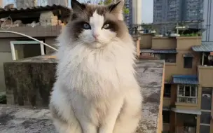 Скачать видео: 南充找猫 布偶猫8楼坠落失踪2天   猫咪在家中消失，主人寻找两天都没有发现 猫咪踪迹，联系上我们，专业人员到达现场后，经过线索排查判断猫咪可能坠楼