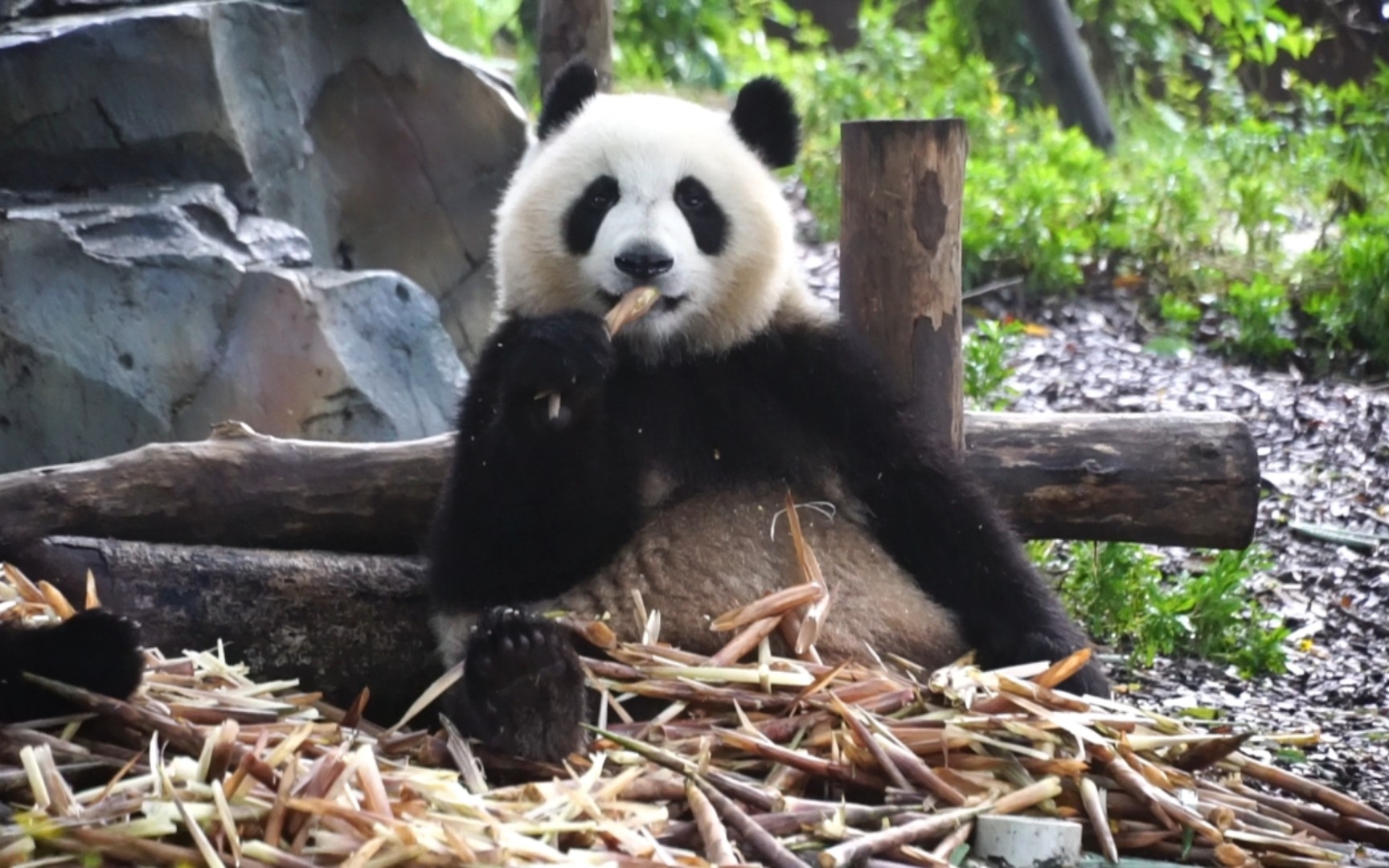 成风也是个漂亮的小姑娘 过几天就去熊猫谷看你手机游戏热门视频