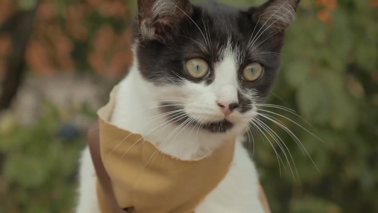 【猫】给猫一支枪会发生什么?