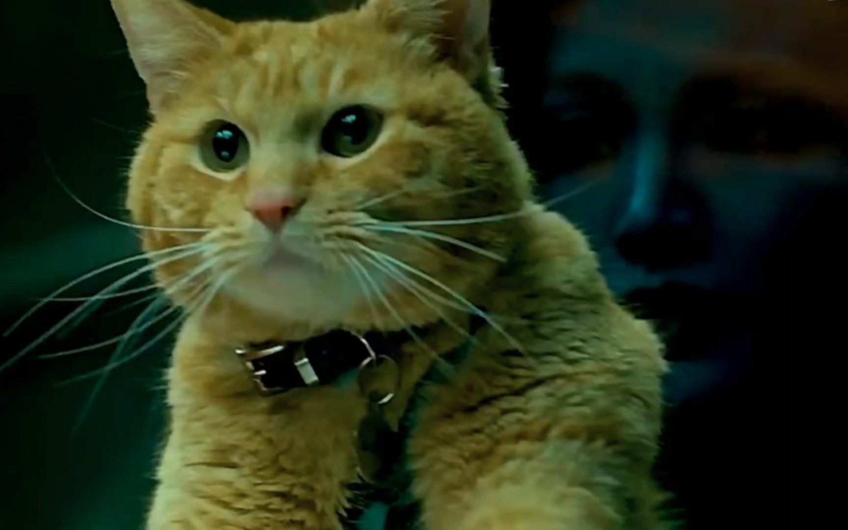 "噬元兽:我只是一只可爱的橘猫"