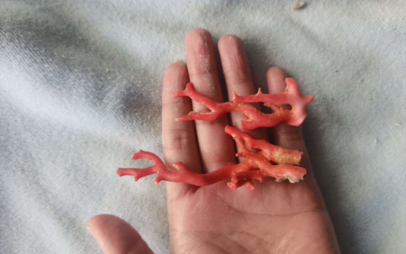 又是烧脑的红珊瑚设计环节!胸针还是吊坠还是摆件还是圆珠?