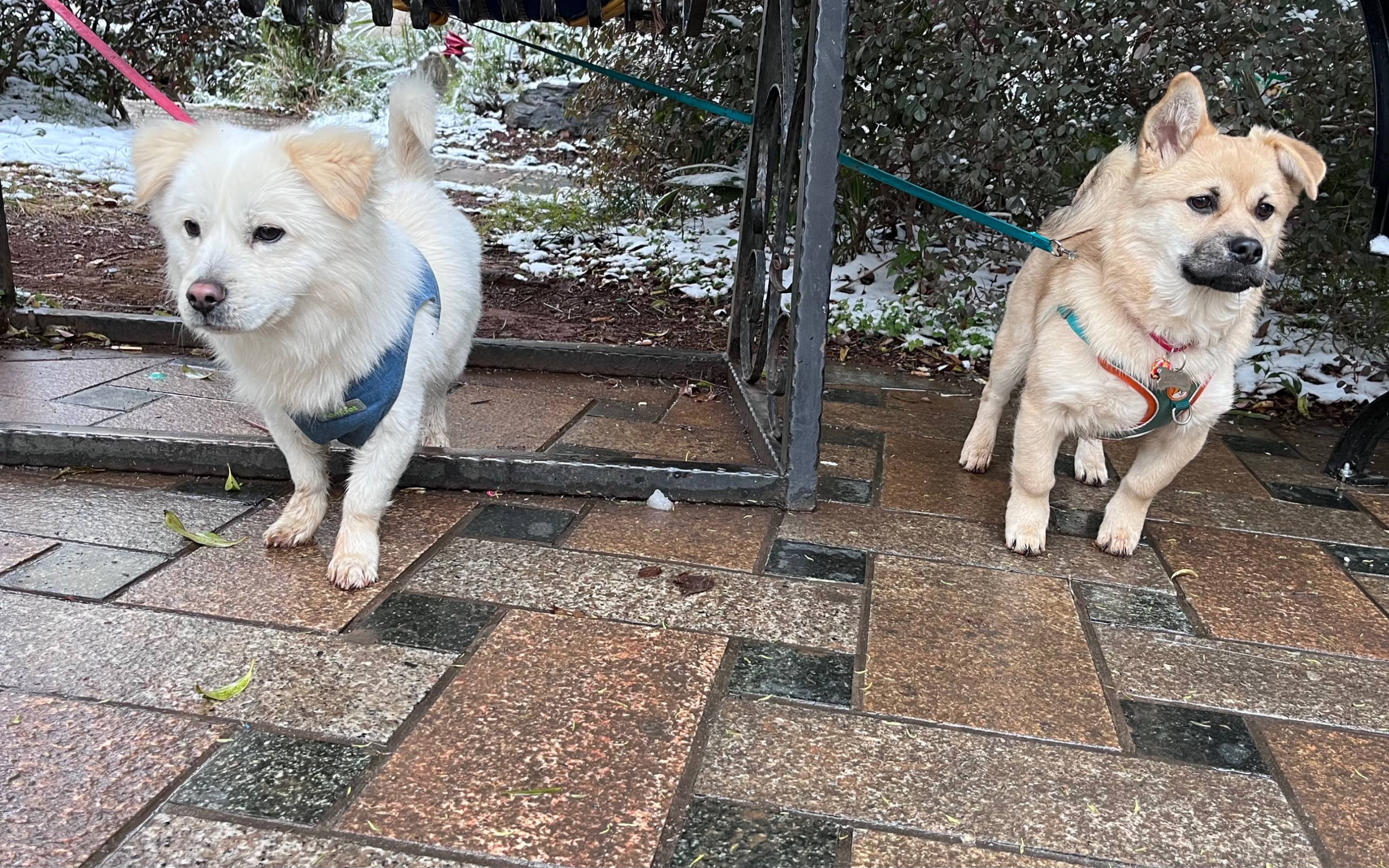 普通小狗的一天