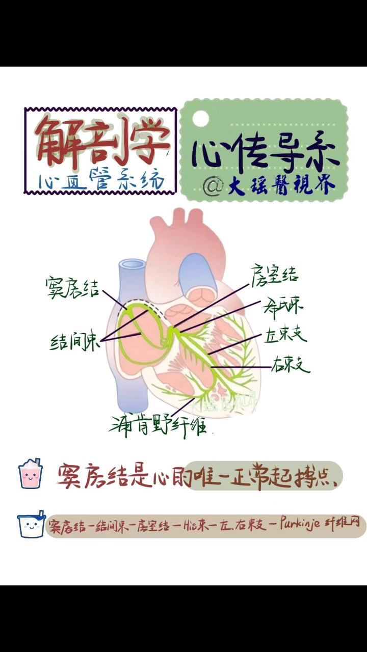 [图]我们一起来学循环系统！