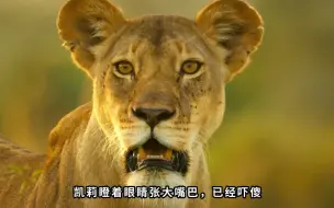 Download Video: 这片土地上处处都是猎手！狒狒疯狂猎杀小羚羊，连疣猪也要抢肉吃