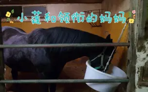 Télécharger la video: 马房中的海鸥妈妈