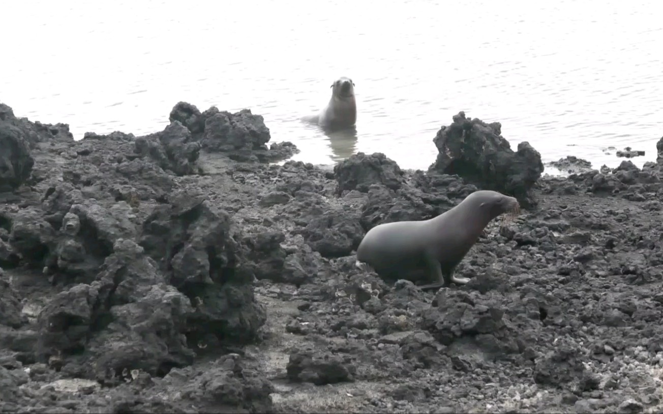 [图]Tintorares, Galapagos