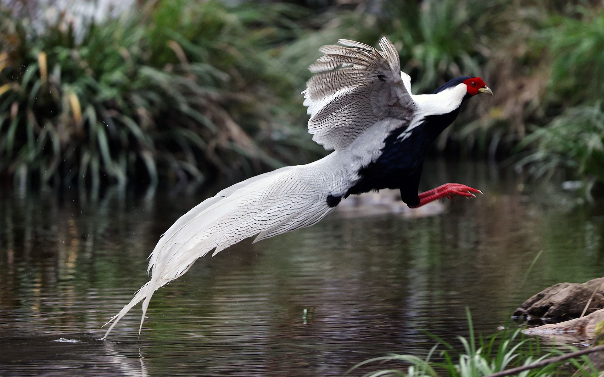 省鸟白鹇,《林中飞仙》第3集,全粤语纪录片_哔哩哔哩_bilibili